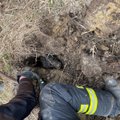 ФОТО | Пропавшего в Пярнумаа пса нашли через день под землей!
