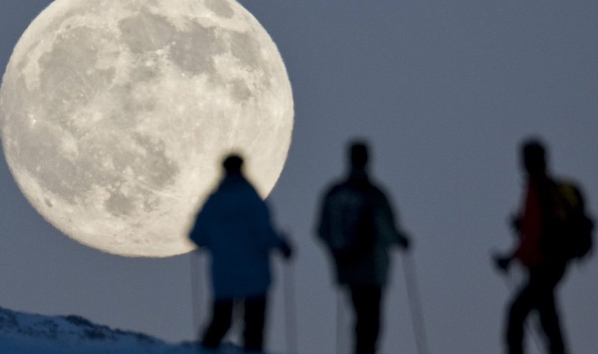 Kuud kaevad suusatajad Šveitsis. Foto: Alessandro Della Bella, AP