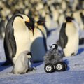 Teaduslik eksperiment: ratastel robottibu tüssab Antarktikas pingviine