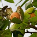 Kreeka pähklid alandavad kaalu ja turgutavad aju, palju peaks neid sööma?