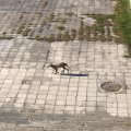 ФОТО: В Таллинне вновь замечена паршивая лисица