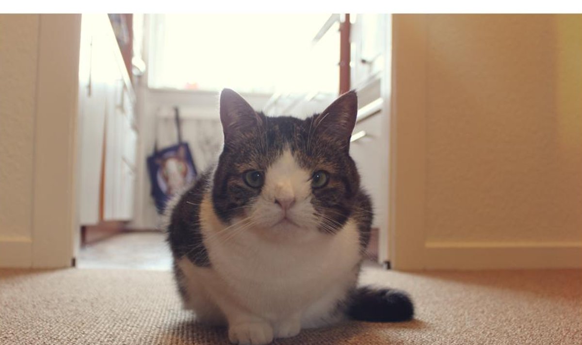 Monty, maailma üks kuulsamaid kasse