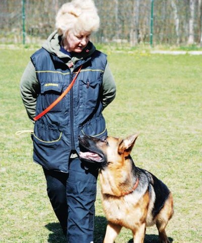 “Koer peab käima treeneril või juhil vasakul pool,” seletas Aljo Pärn lambakoera õpetades.