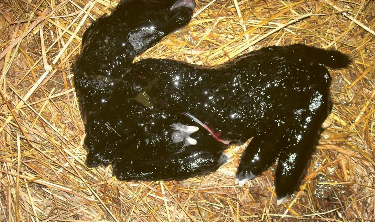 Kui karjas on tavalisest rohkem aborte ja väärarenguid, viitab see Schmallenbergi viirusele.