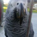 FOTOD | Kurioosum: Palmses tegi Aafrika papagoi võõrale perele üllatusvisiidi