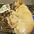 Haruldane sõprusside: varjupaiga koer liimis end südamesõbra külge veendumaks, et nad üheskoos kodu leiaks
