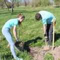 ФОТО: В Кохтла-Ярве в честь 100-летия страны школьники разбили дубовую рощу