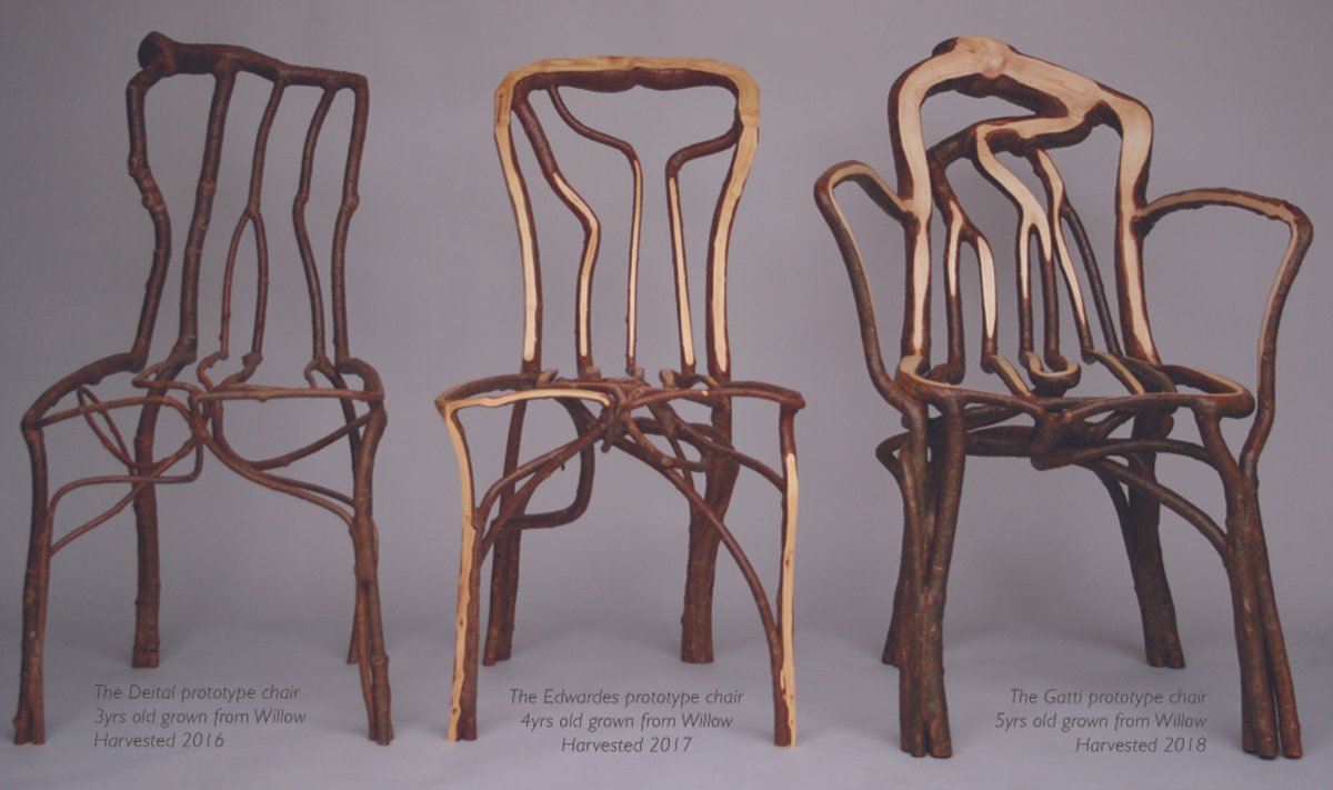 Kolm tooli. Vasakult: The Deital prototüüp - kolm aastat kasvatatud, lõigatud 2016; The Edwardes - neli aastat kasvatatud, lõigatud 2017; The Gatty - viis aastat kasvatatud, lõigatud 2018