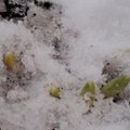 LUGEJA FOTOD | Esimesed lumikellukesed pistsid oma nina maast välja