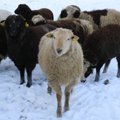 Olukord loomakasvatuses: aegsasti soetatud generaatorid kuluvad nüüd lumetormis marjaks ära