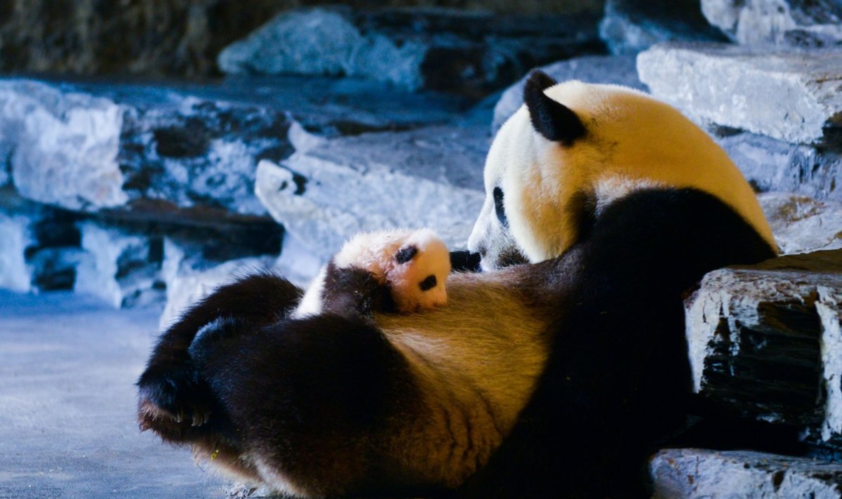 Beliga pandapoeg koos ema Hao Haoga. 
