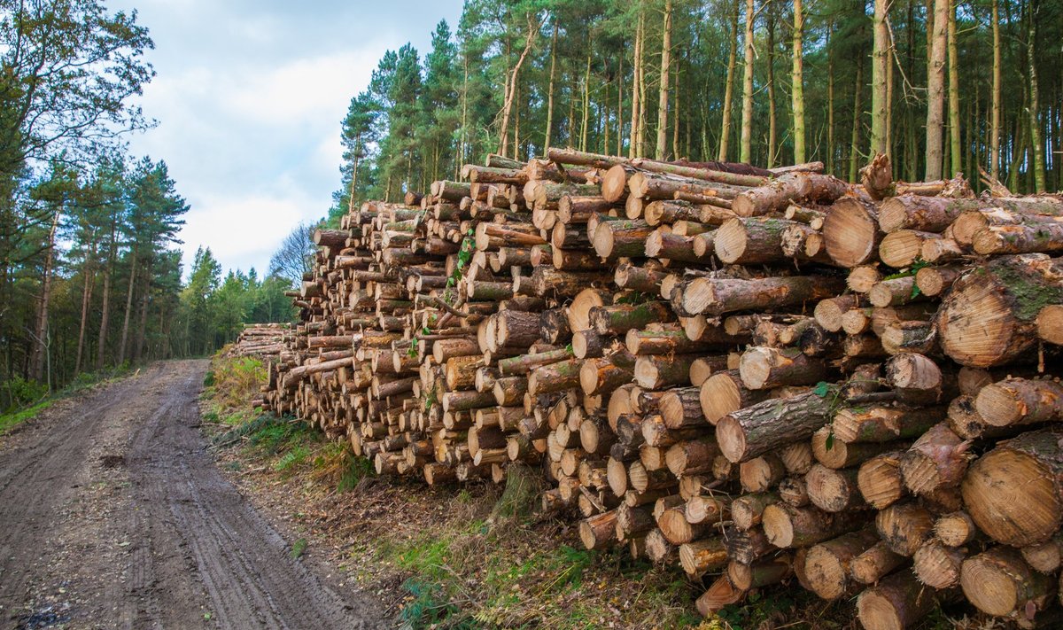 Juunis ületas kuusepalgi keskmine hind männipalgi hinna.