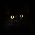 Ebausu radadel: kuidas saab musta kassi nägemisest halb enne?