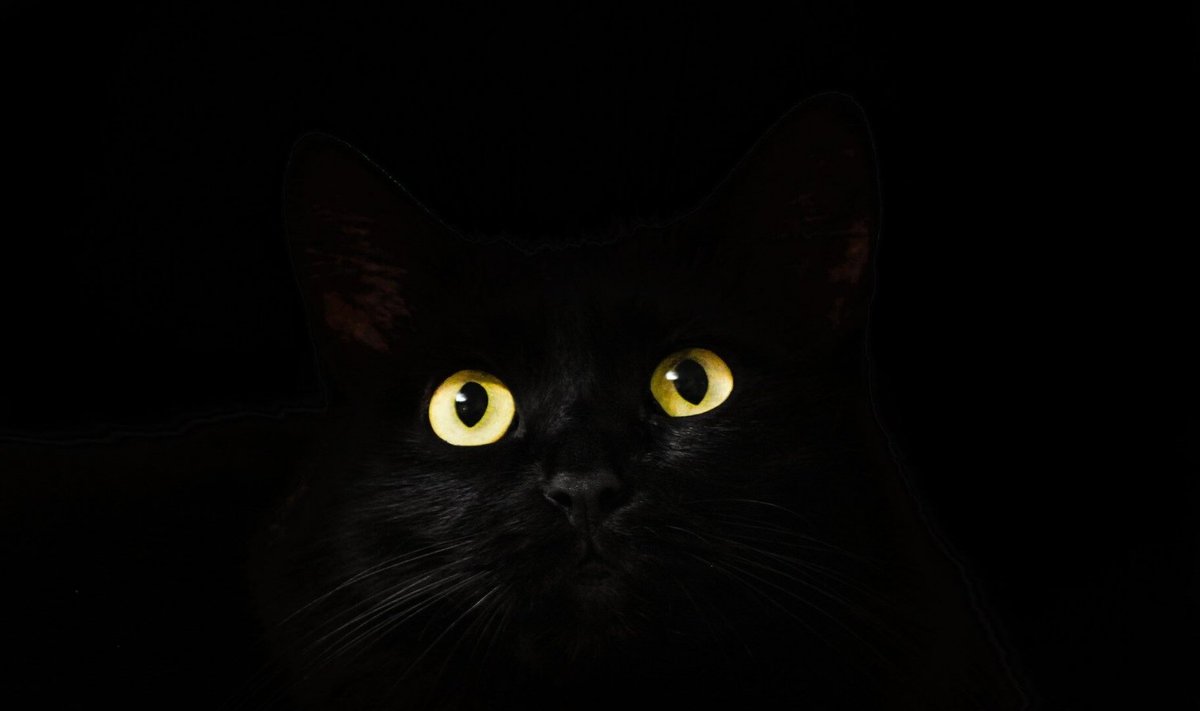 Must kass tekitab ebausku