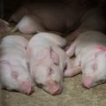 На ферме в Йыгевамаа обнаружили свиную чуму