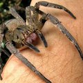 Erektsioonihäireid võiks teadlaste sõnul ämblikumürgiga ravida