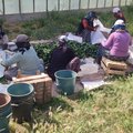 Türgi farmer: põllumajandusega rikkaks ei saa, aga tuleme ots-otsaga kokku