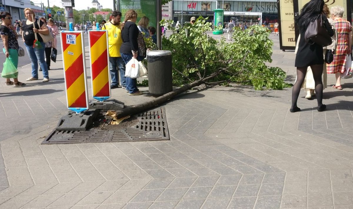 Narva maanteel jõhkralt murdunud puu