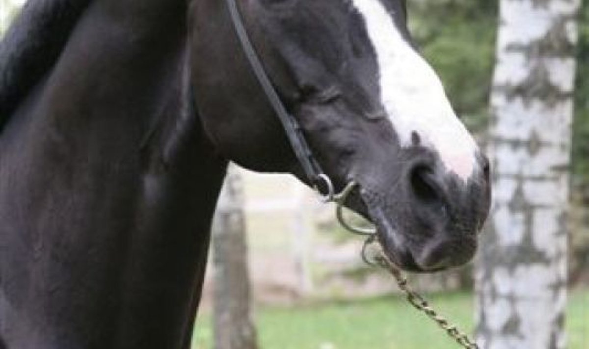 Palladium (1989-2006) on kõige kuulsam Eestis elanud trakeeni tõugu hobune. 
