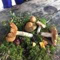 Jõuluime: saarlased käisid pühade ajal metsast seeni korjamas