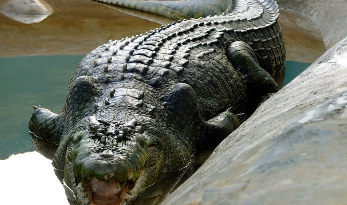 Krokodill Lolong