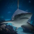 Туристы заплатят штраф за фотосессию с акулой