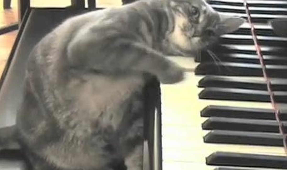 Napistada ja ebaseaduslikult hiiri kimbutada armastav Murr mängib vabal ajal heameelega klaverit.