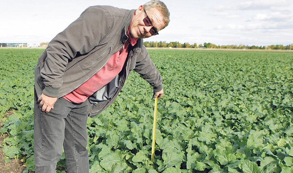 OÜ Pihlaka Farm juhatuse liige Peeter Pihlakas kinnitab,  et raps talvitub hästi ka Tallinna külje all. Tänavu külvatud taimed on juba hästi arenenud ja vajavad enne talve kasvuregulaatorit.
