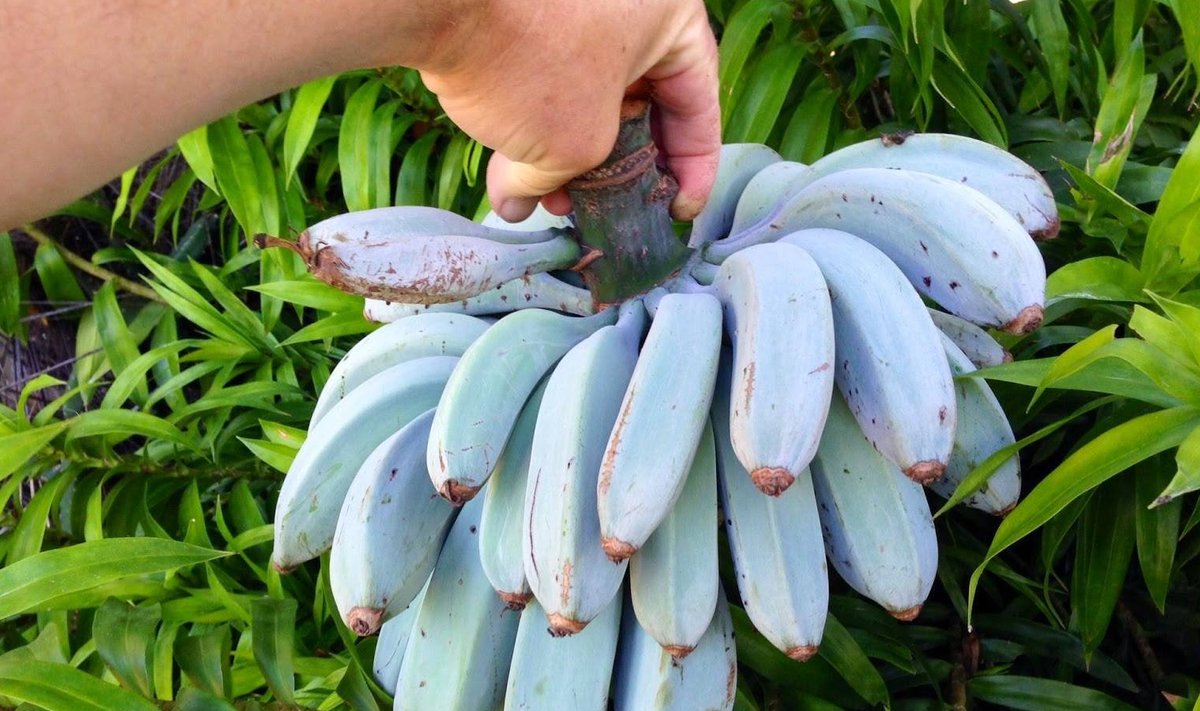 'Blue Java' banaanisort