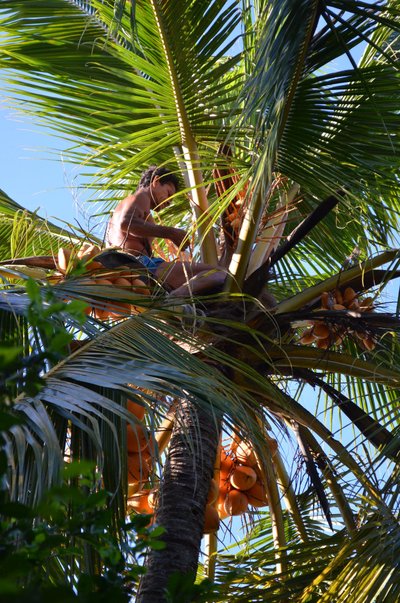 Külalistemaja perenaine oli kutsunud hommikul palmipuuronija, kes mõlema jala külge seotud nöörijupile toetades end üles vinnas, et siis küpsed kuningkookose (King Coconut) kobarad alla tuua. 