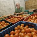 Suurim tomatikasvataja müüb firma maha: odav importtomat seab kohalikud keerulisse seisu