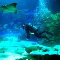 ФОТО: Невероятная красота подводного мира