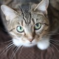 В США кота отправили в “одиночную камеру”, чтобы он не выпускал других животных в приюте