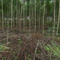 Tulemas on 2017. aasta viimased metsatoetuste voorud