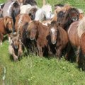 Šotimaale meelitavad külalisi kirjatud kampsunites šetlandi ponid