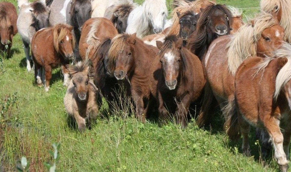 Šetlandi ponid Pärnumaal Raja talus 2010. aasta suvel. Foto on illustratiivne.