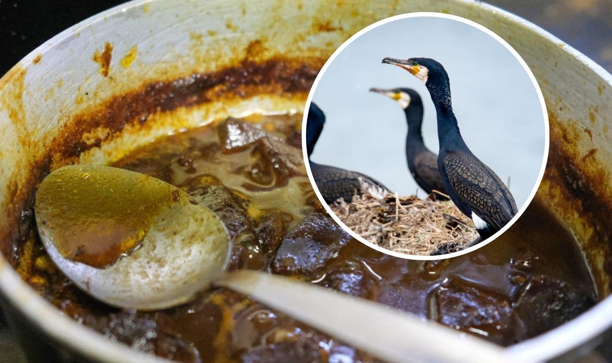 Kas usud, et kormoran võib olla täitsa maitsev?