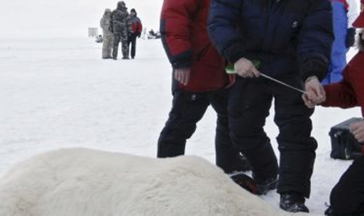 Putin ja jääkaru