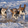 VÄRSKES MAAKODUS: Eesti oma koerad, kes oskavad laulda