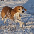 Eesti hagijas – tasakaalukas, elav ja sõbralik koer