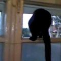 VIDEO | Hämmastav talent! Kass haugub salaja aknal ja vahele jäädes hakkab uuesti näuguma!