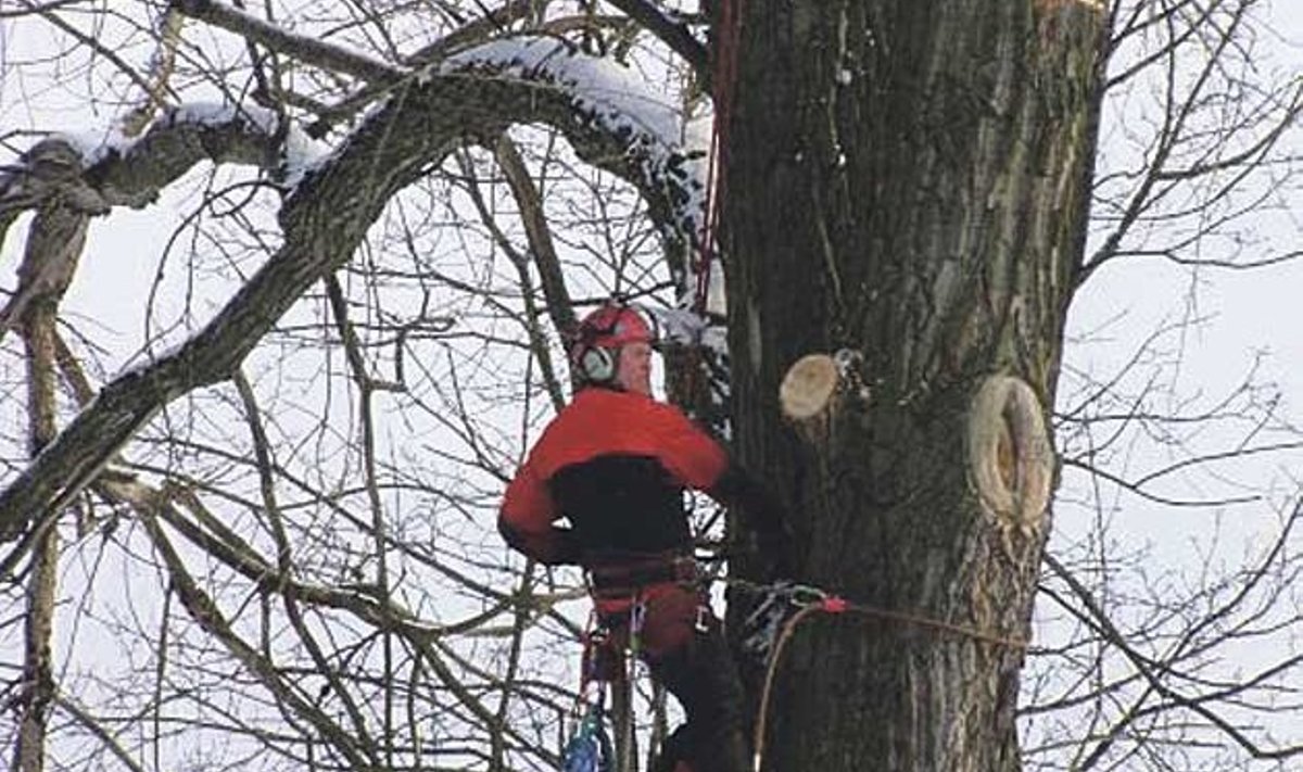 Kui puu on teie jaoks vähegi oluline, saab õppinud puuhooldaja ta tõenäoliselt päästa – tagada turvalisuse kuivanud ja surnud okste mahavõtmisega ning tasakaalustada puu võra. “Puu mahavõtmine olgu ikkagi viimane samm,” rõhutab arborist Heiki Hanso. Foto: Arborist.ee