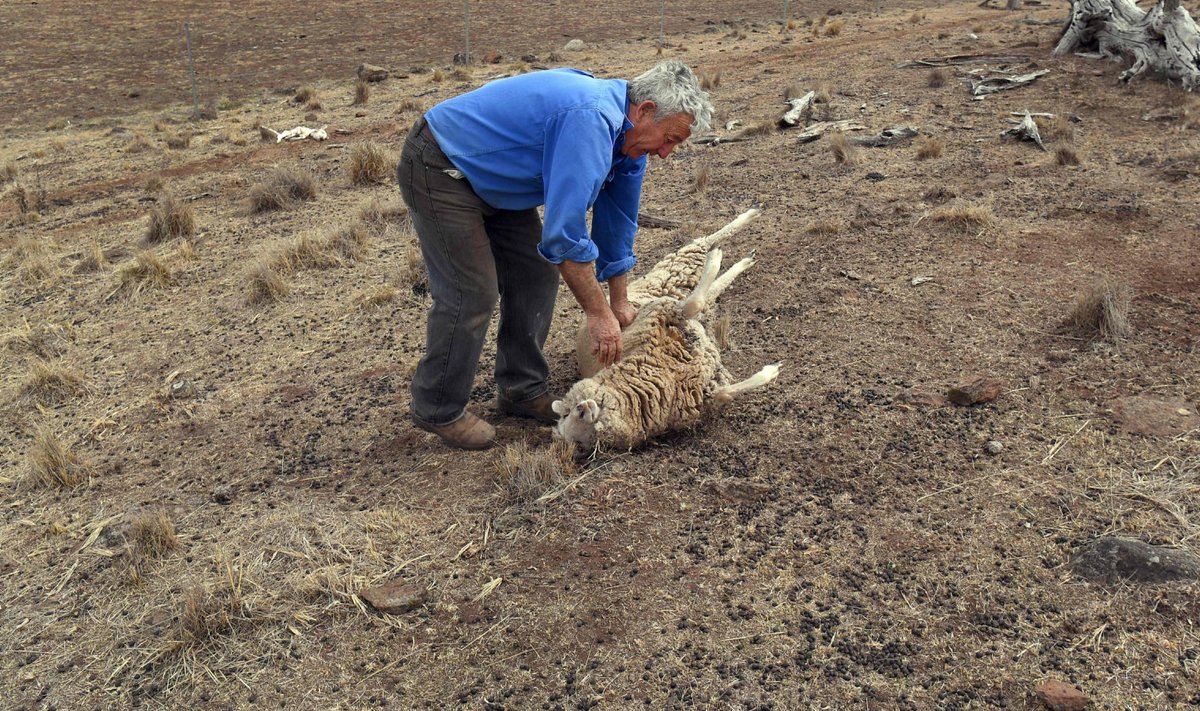 Austraalias New South Walesis elav karjapidaja Gordon Youman kuumast nõrkenud lammast jalule aitamas. (Foto: AFP)