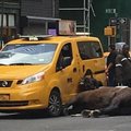 Šokeeriv õnnetus: hirmunud hobune põrkas Manhattani tiheda liiklusega tänaval taksoga kokku