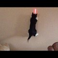 HITTVIDEO: Proovi mitte naerma hakata! Vaata, kuidas kassid reageerivad laseri valgusele