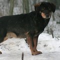 Eesti metsadesse sigineb üha rohkem huntide ja koerte hübriide