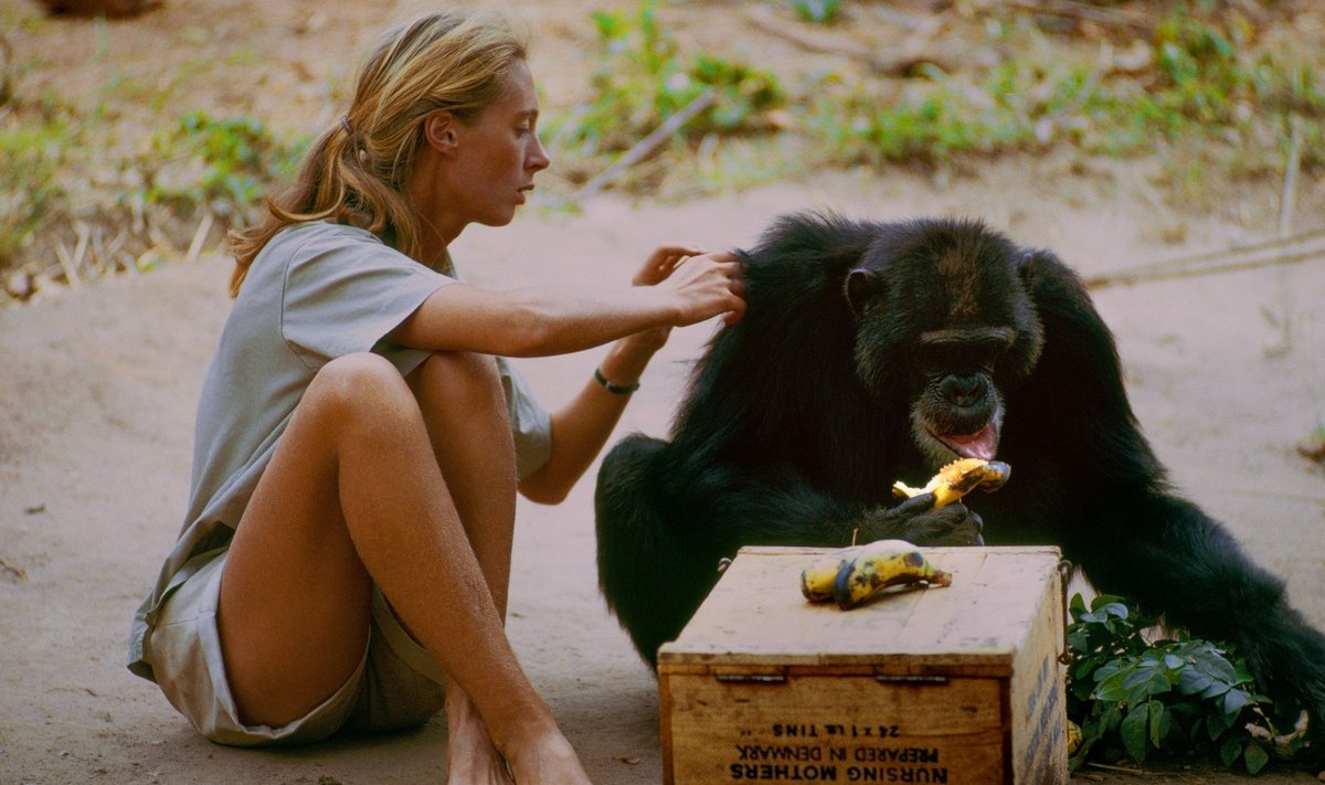 Režissöör Brett Morgeni liigutav portreefilm "Jane" toob varem nägemata kaadrite põhjal vaatajani avameelse portree Jane Goodallist, naisest, kelle avastused šimpanside uurimisel muutsid maailma.