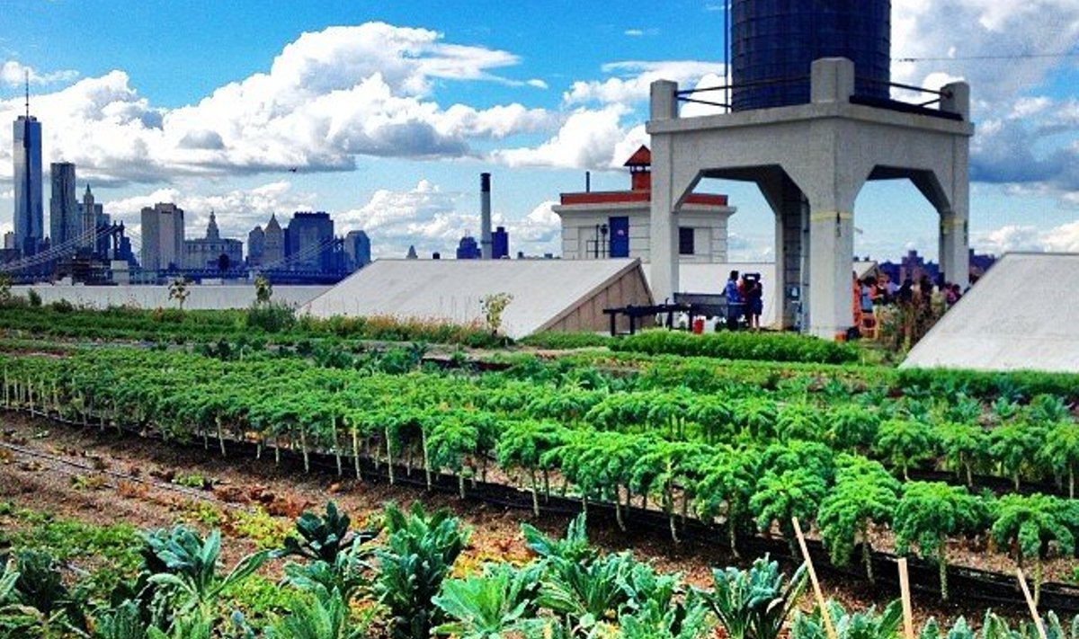 Modell Tyra Banks postitas oma Instagrami kontole pildi New Yorgi katuseaiast, lisades juurde, et katusel asub ka hea restoran.