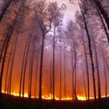 DROONIVIDEO: Milline on Vihterpalu üheksa aastat tagasi põlenud mets praegu?