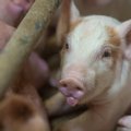 Свиная чума может оставить без работы сотни человек